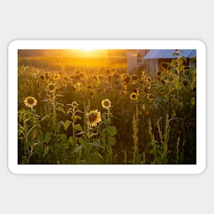 Glowing sunflower farm Sticker